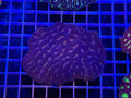 Platygyra Colony - WYSIWYG IMG_3881
