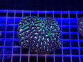 Platygyra Colony - WYSIWYG IMG_3882