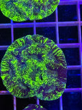 Goniastrea Paulensis - WYSIWYG IMG_3910