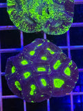 Goniastrea Paulensis - WYSIWYG IMG_3911