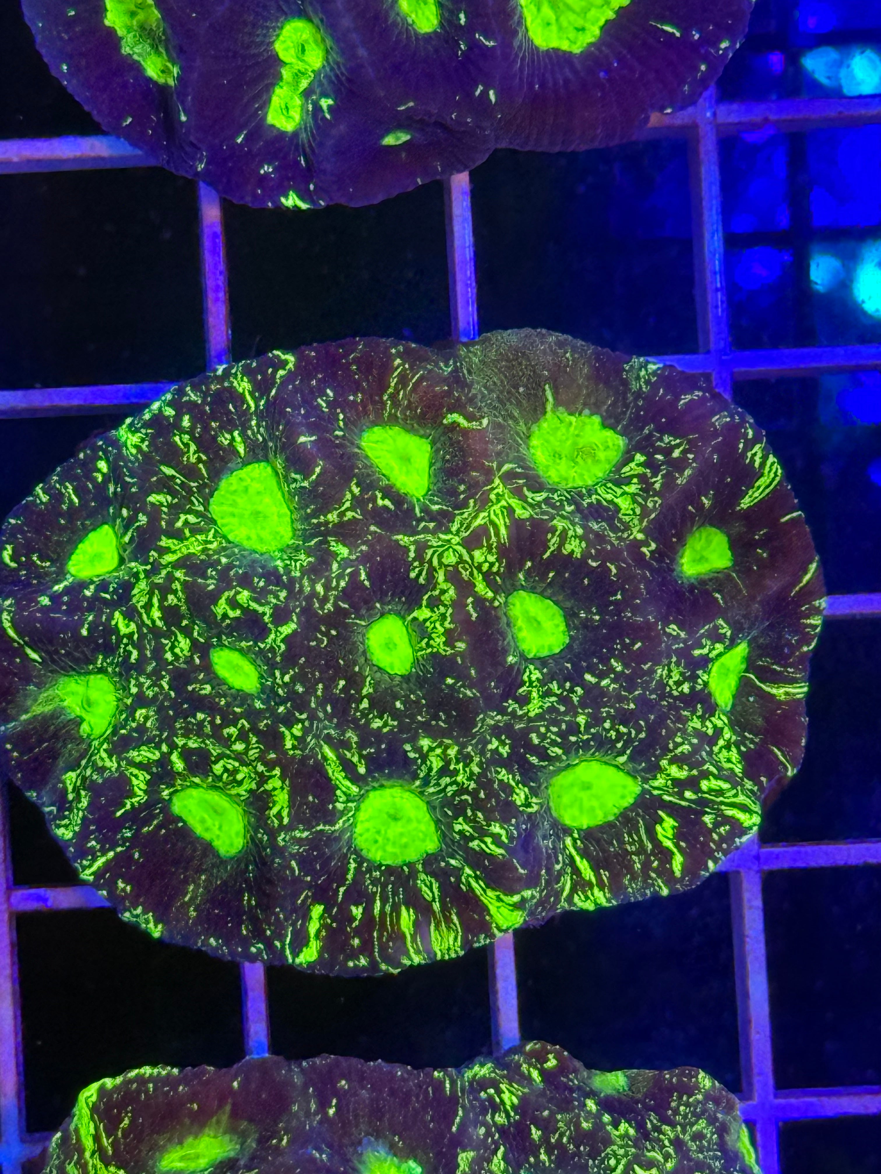 Goniastrea Paulensis - WYSIWYG IMG_3912