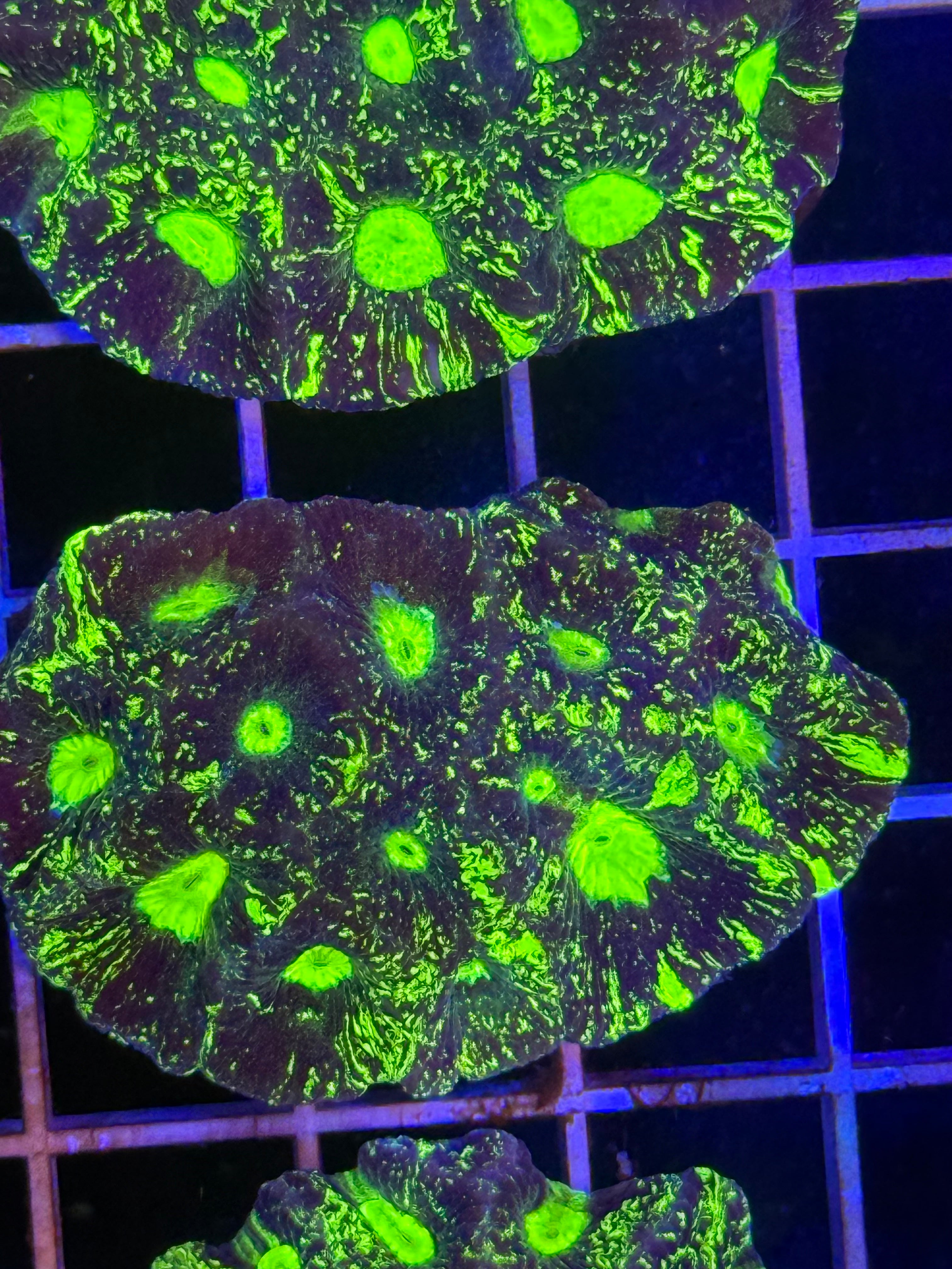 Goniastrea Paulensis - WYSIWYG IMG_3913