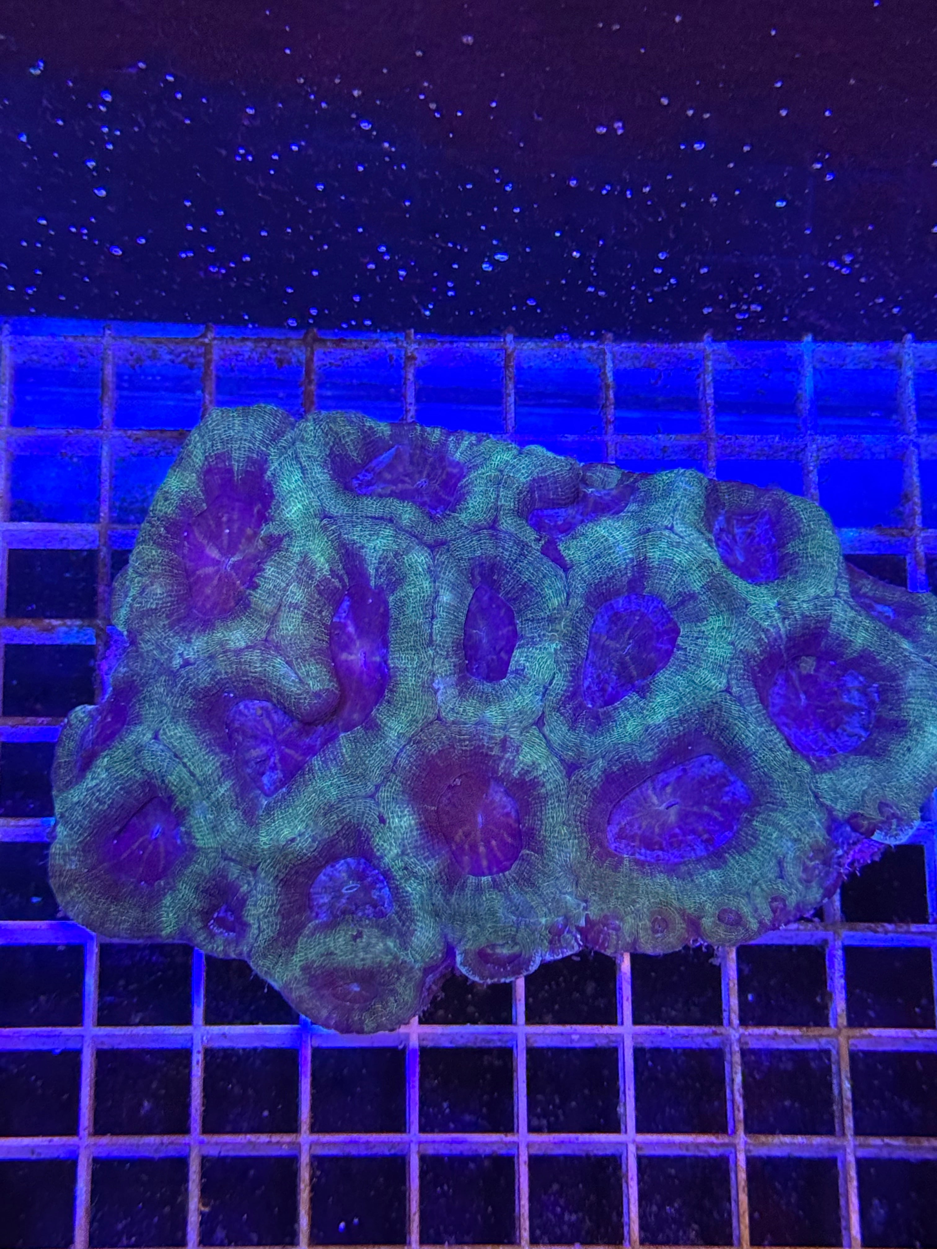 Bowerbanki XL Colony - WYSIWYG IMG_3927