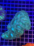 Bowerbanki XL Colony - WYSIWYG IMG_3928