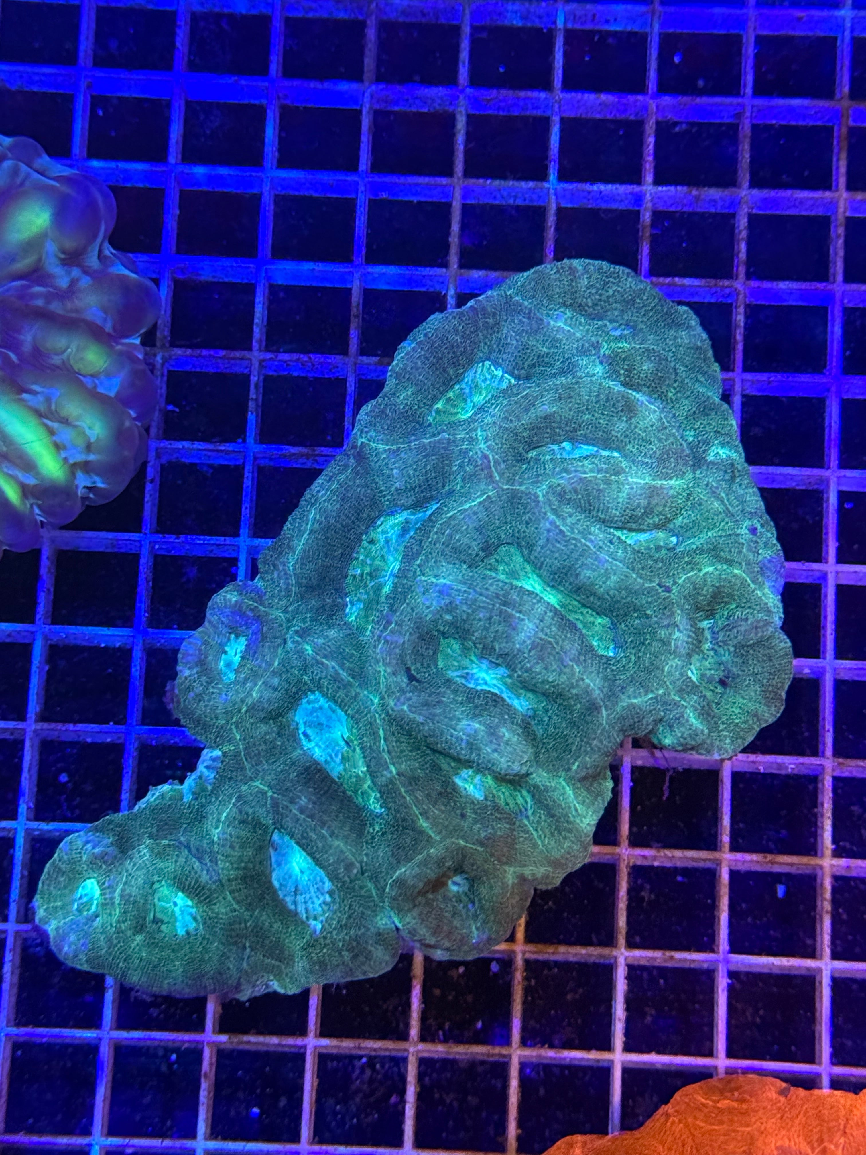 Bowerbanki XL Colony - WYSIWYG IMG_3928
