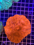 Bowerbanki XL Colony - WYSIWYG IMG_3929
