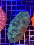 Bowerbanki XL Colony - WYSIWYG IMG_3930
