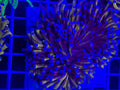 Aussie Gold Torch Colony (2 heads minimum) - WYSIWYG IMG_4042
