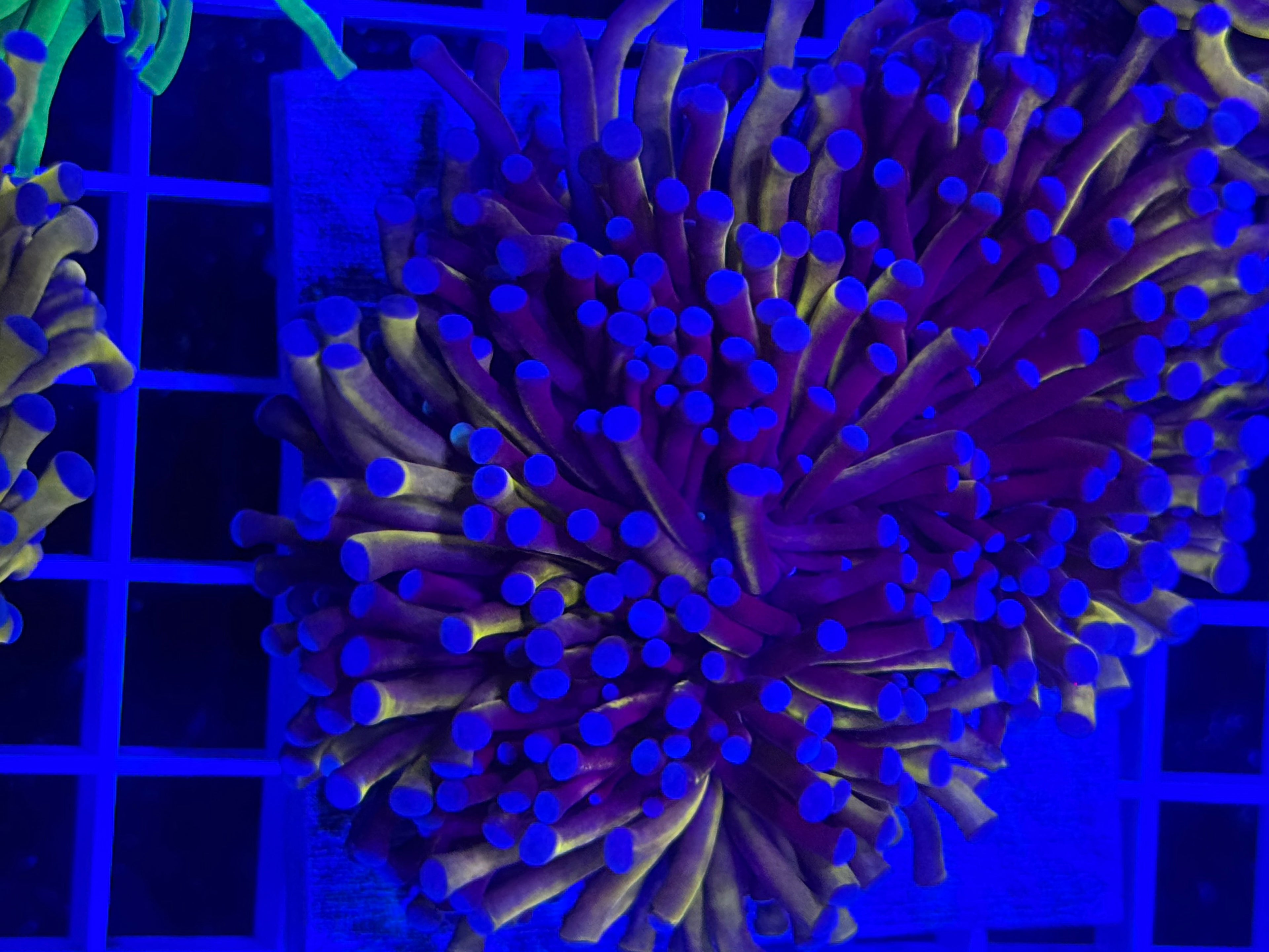 Aussie Gold Torch Colony (2 heads minimum) - WYSIWYG IMG_4042