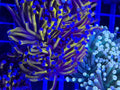 Aussie Gold Torch Colony (2 heads minimum) - WYSIWYG IMG_4043