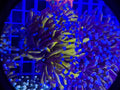 Aussie Gold Torch Colony (2 heads minimum) - WYSIWYG IMG_4044