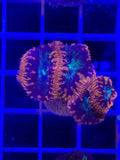 Blastomussa Mini Colony - WYSIWYG IMG_4047