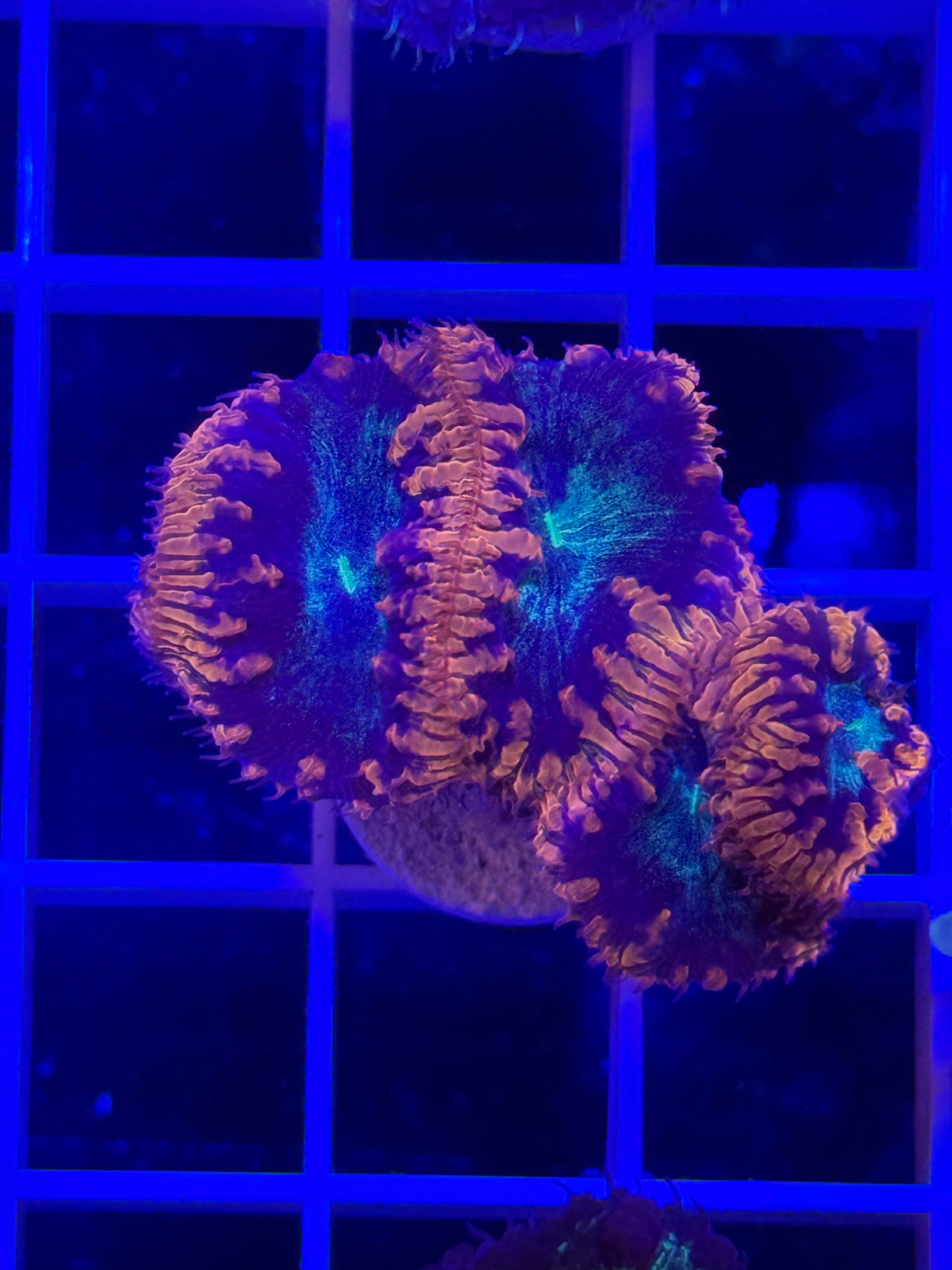 Blastomussa Mini Colony - WYSIWYG IMG_4047