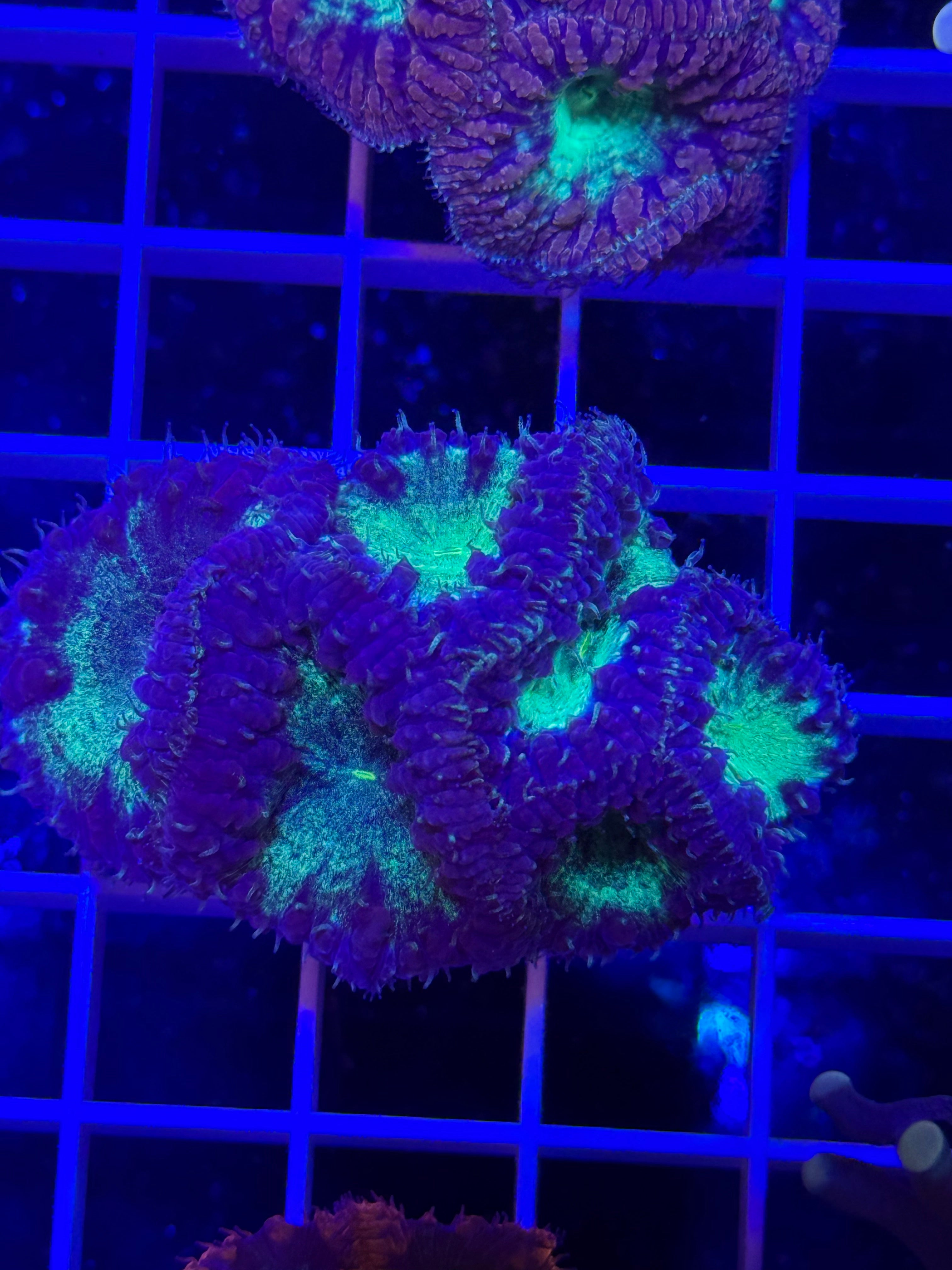 Blastomussa Mini Colony - WYSIWYG IMG_4048