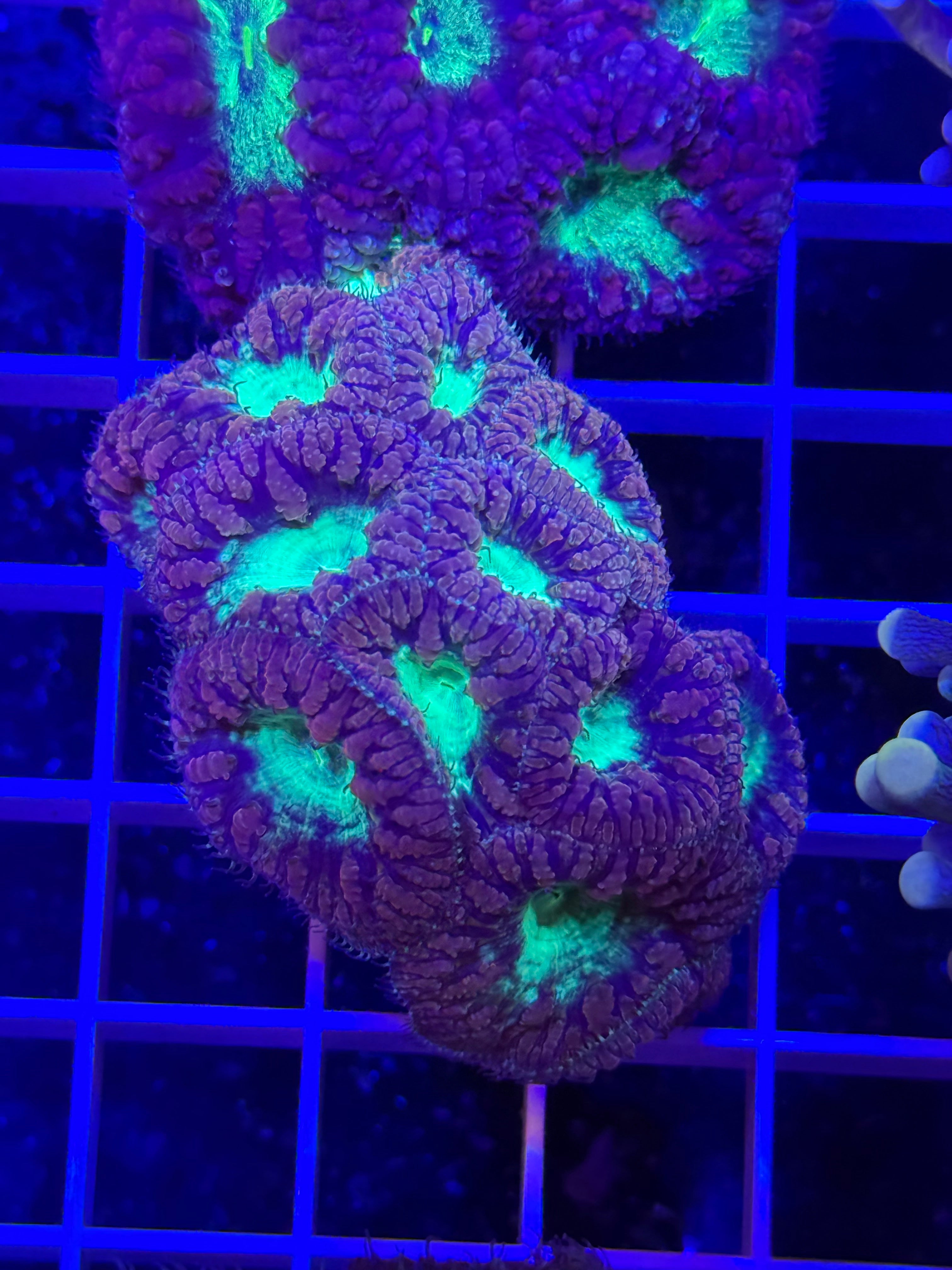 Blastomussa Mini Colony - WYSIWYG IMG_4049