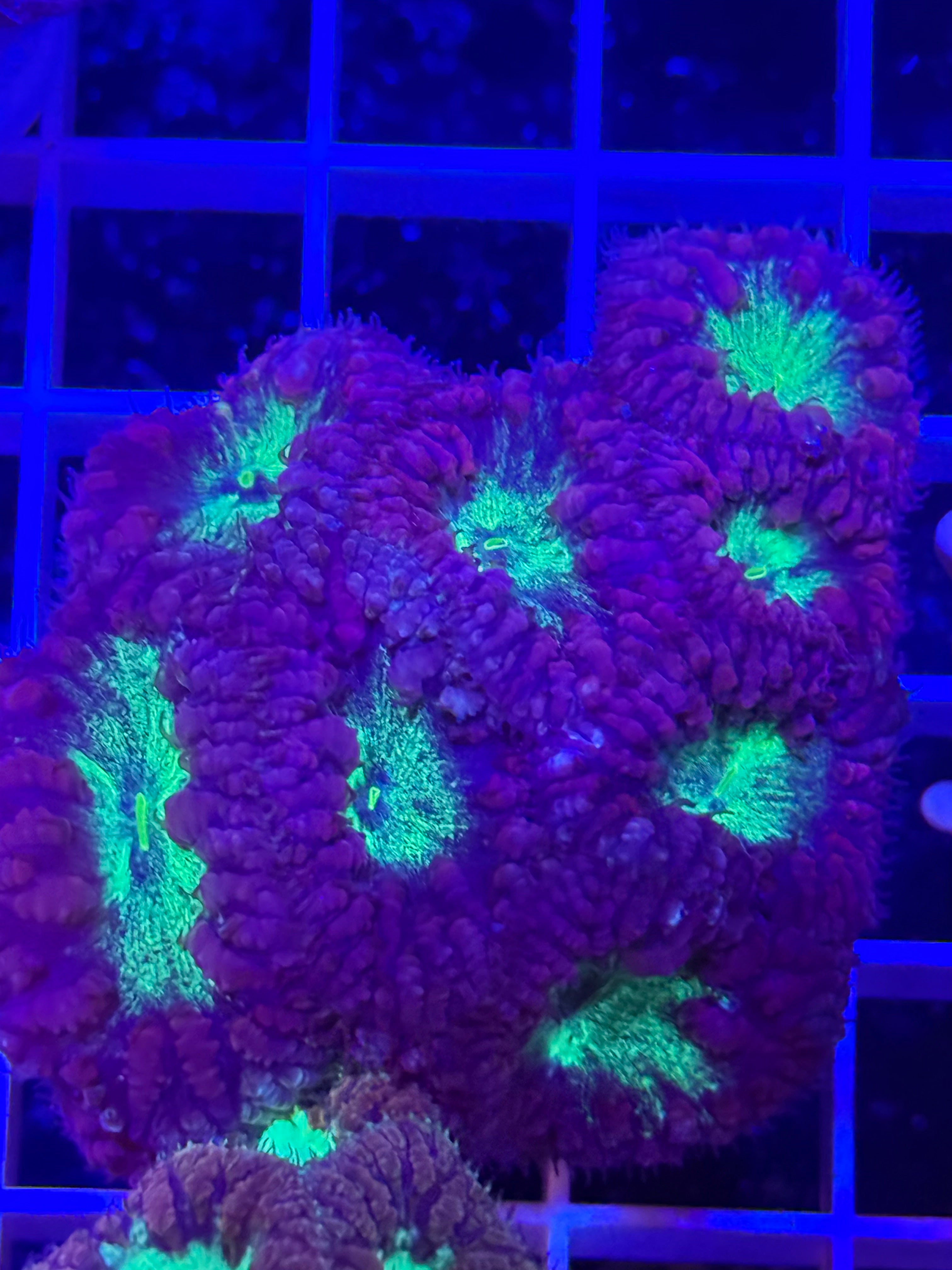 Blastomussa Mini Colony - WYSIWYG IMG_4050