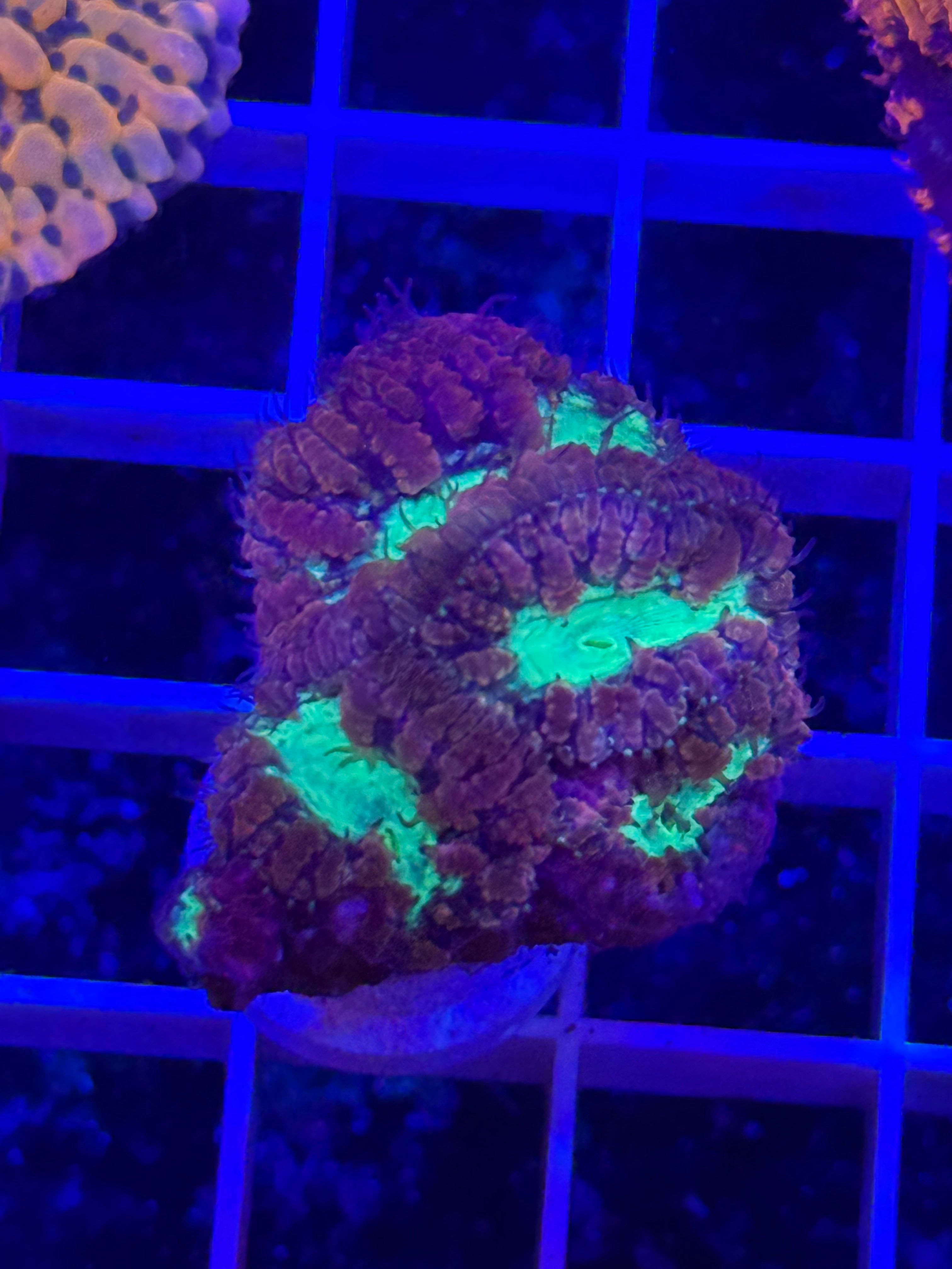 Blastomussa Mini Colony - WYSIWYG IMG_4051