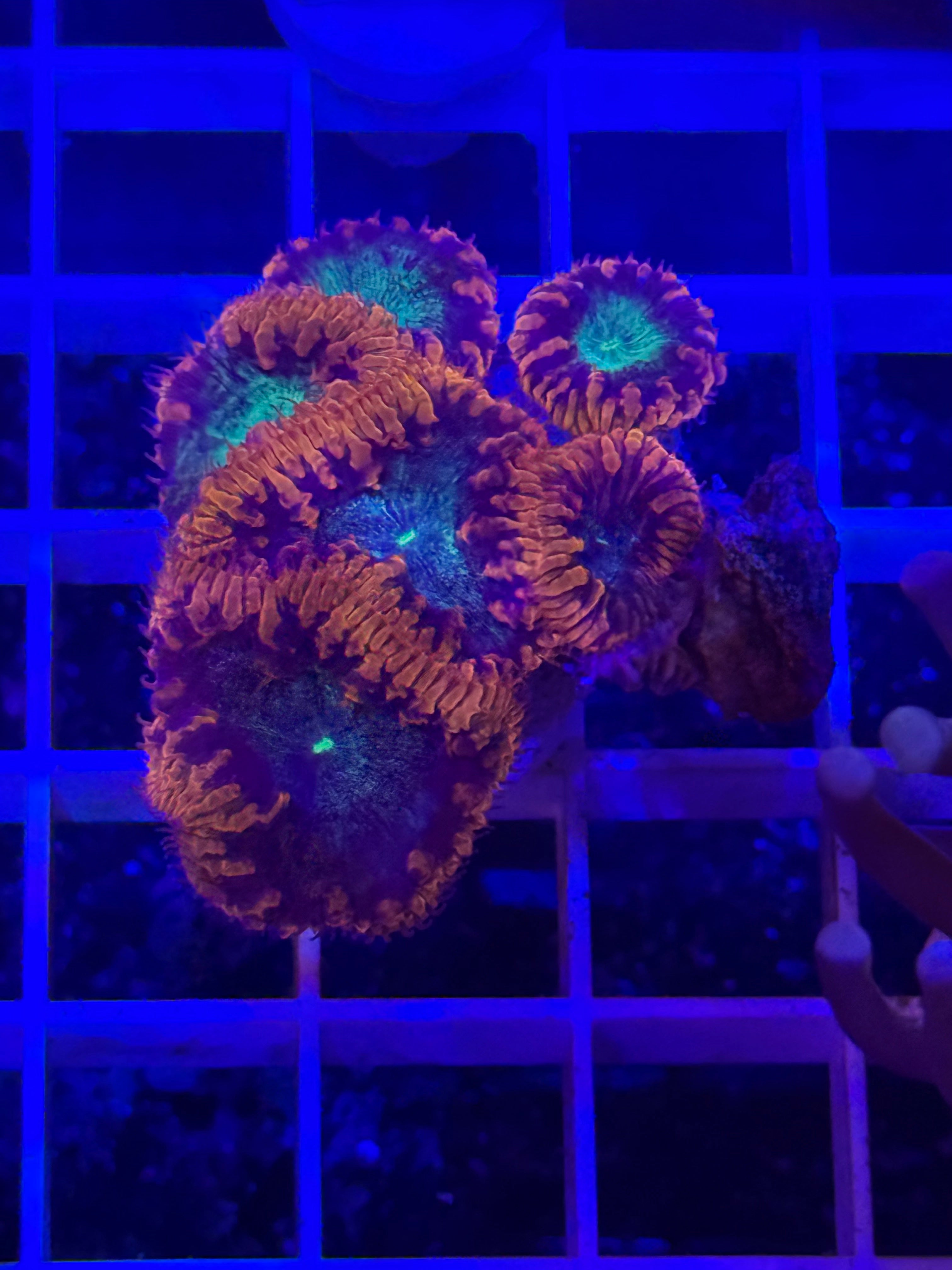 Blastomussa Mini Colony - WYSIWYG IMG_4053
