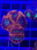 Blastomussa Mini Colony - WYSIWYG IMG_4054