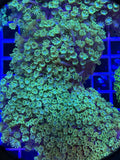Alveopora Colony - WYSIWYG IMG_4056