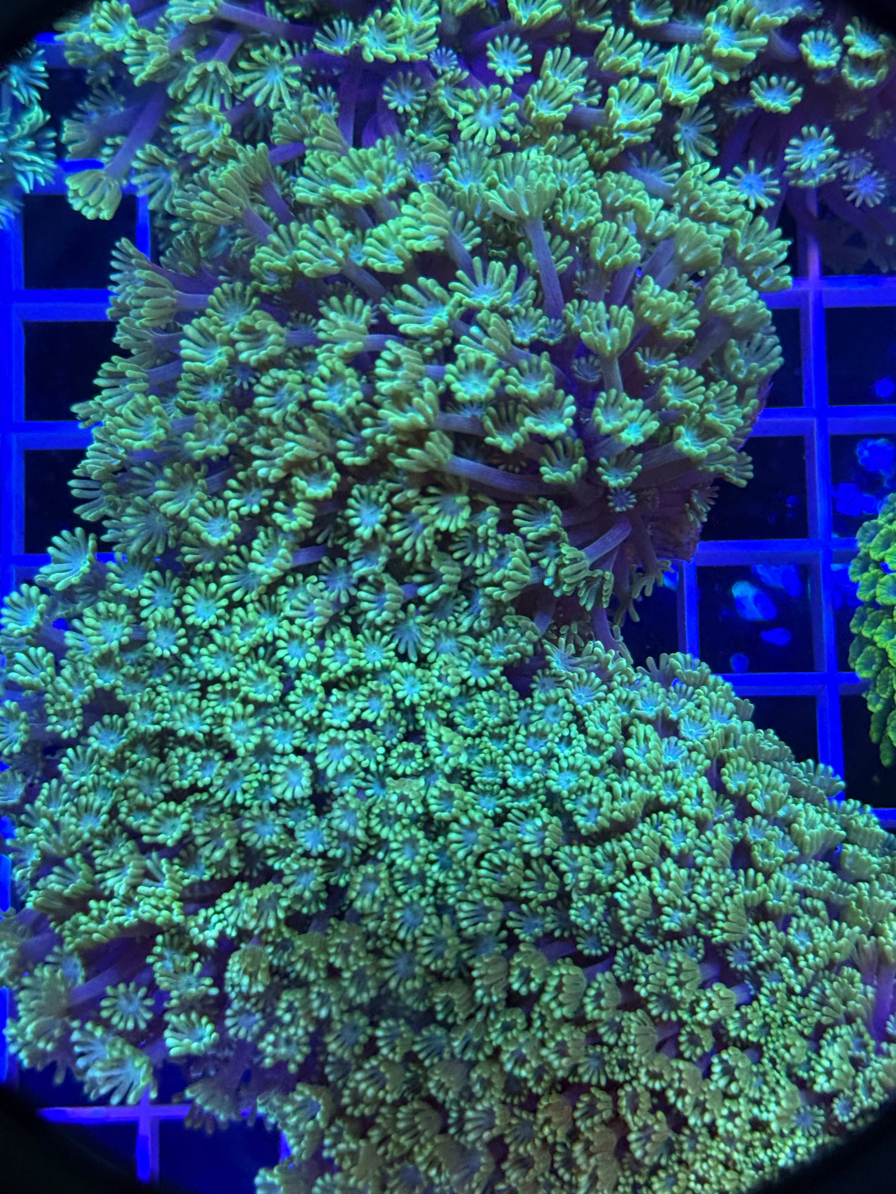 Alveopora Colony - WYSIWYG IMG_4056