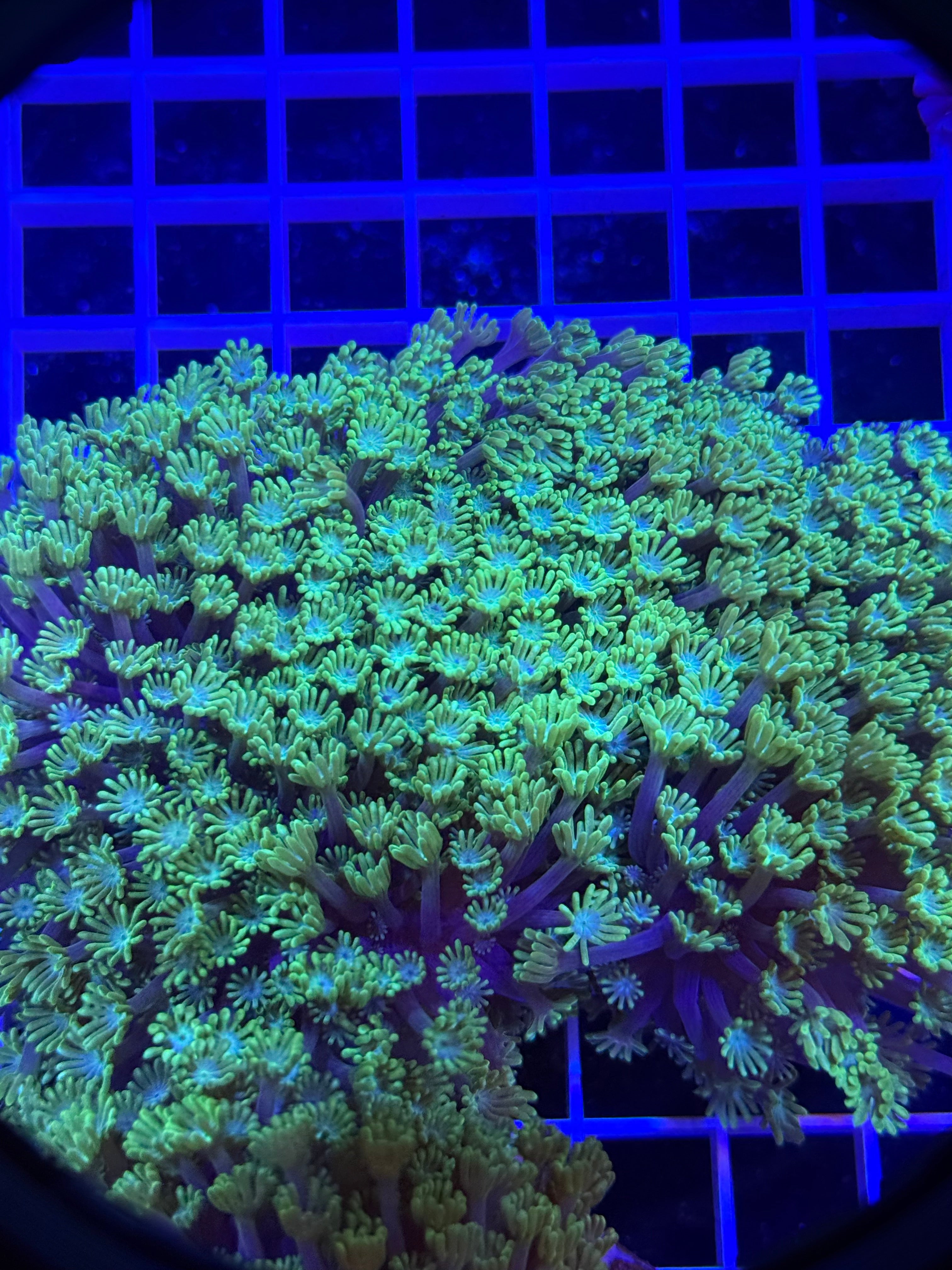 Alveopora Colony - WYSIWYG IMG_4057