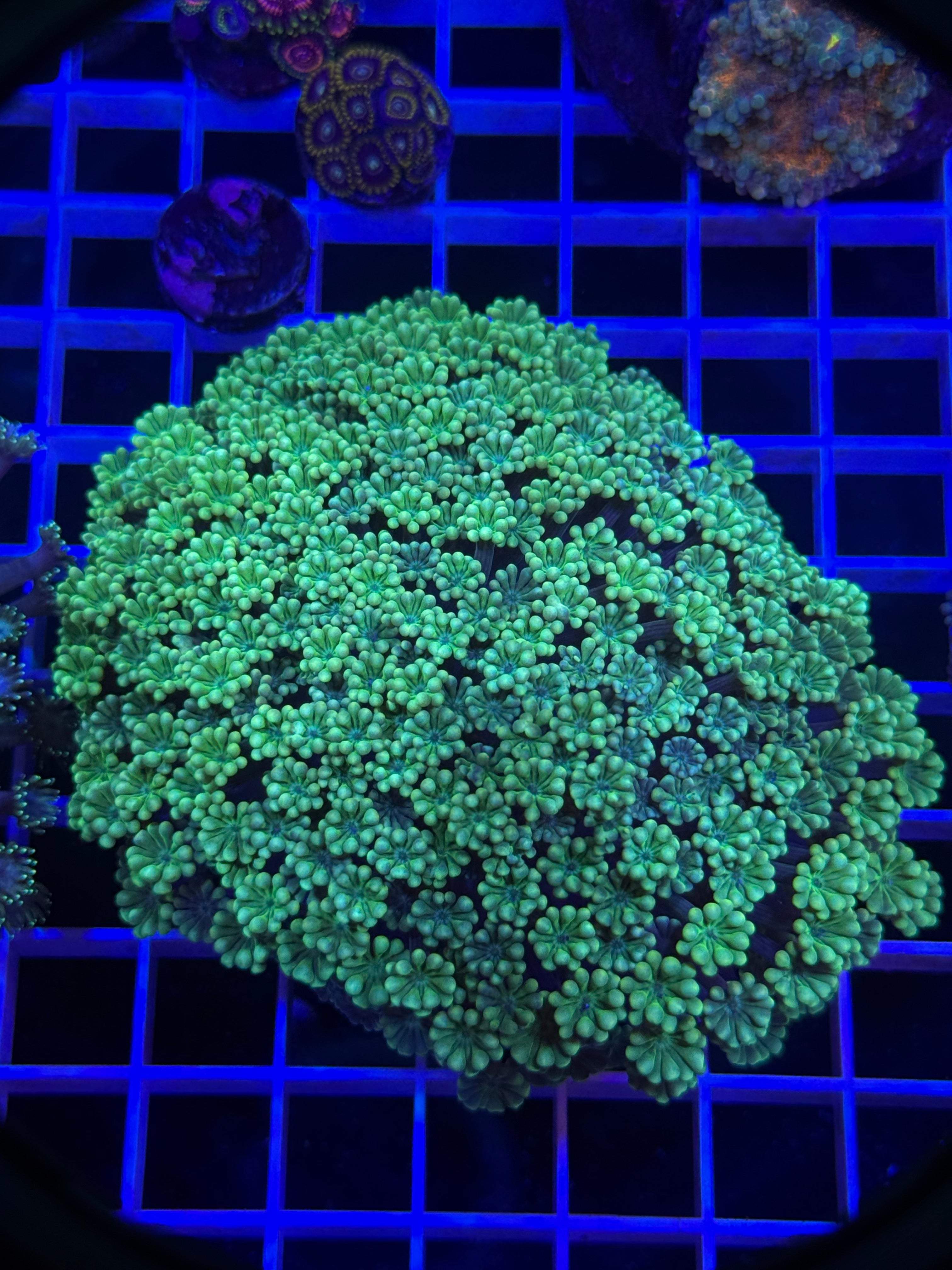 Alveopora Colony - WYSIWYG IMG_4058