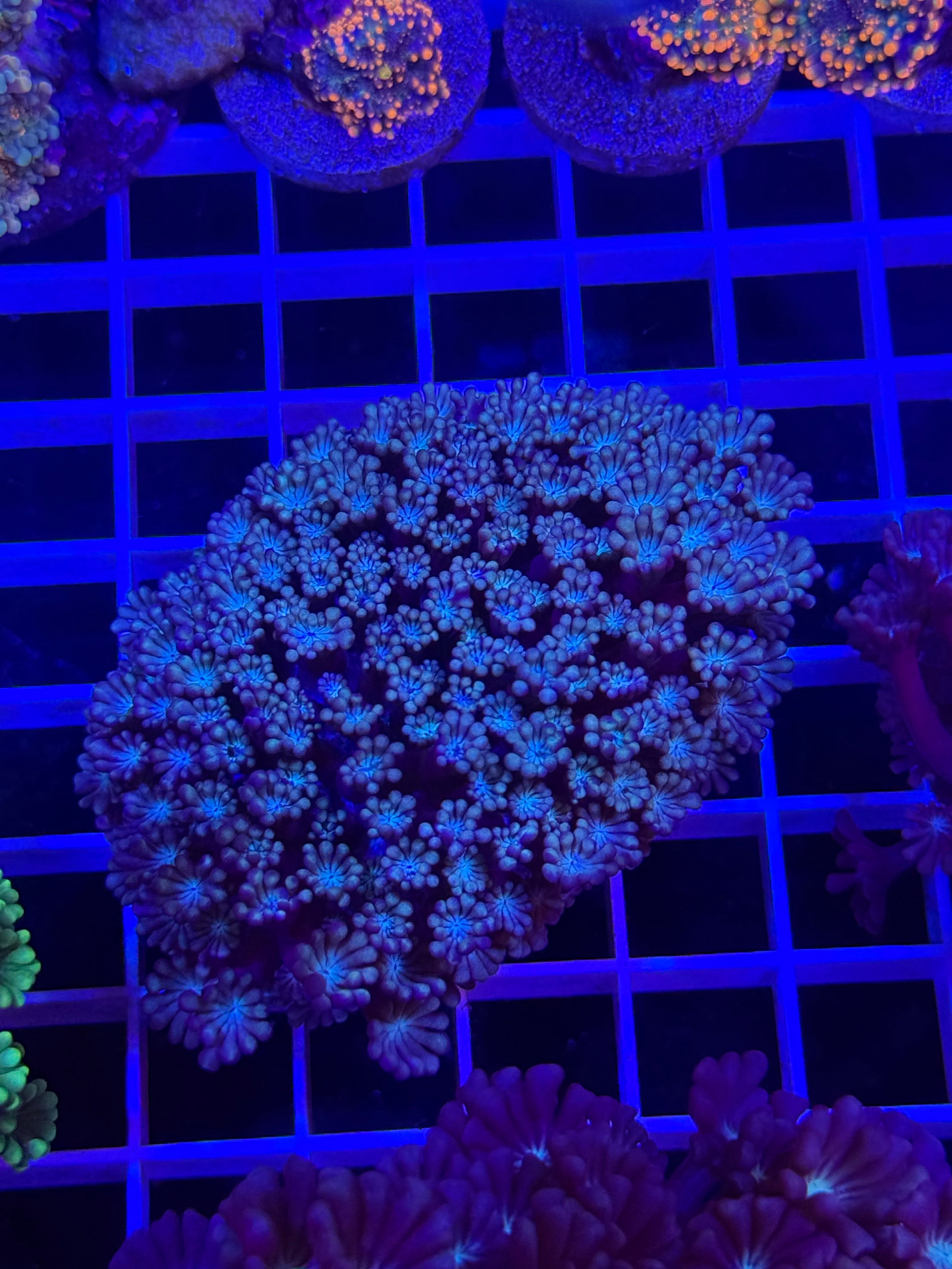 Alveopora Colony - WYSIWYG IMG_4059