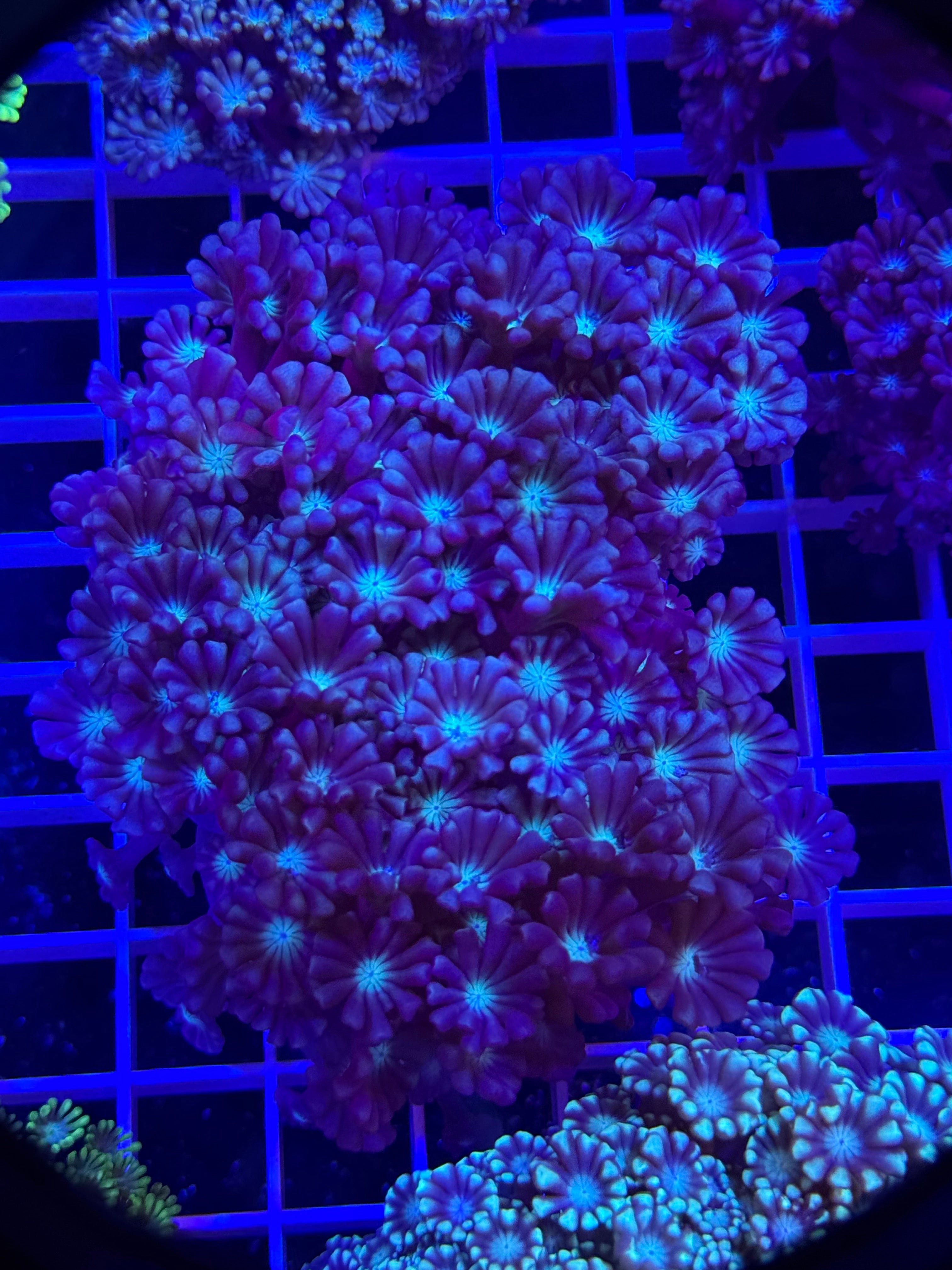 Alveopora Colony - WYSIWYG IMG_4060