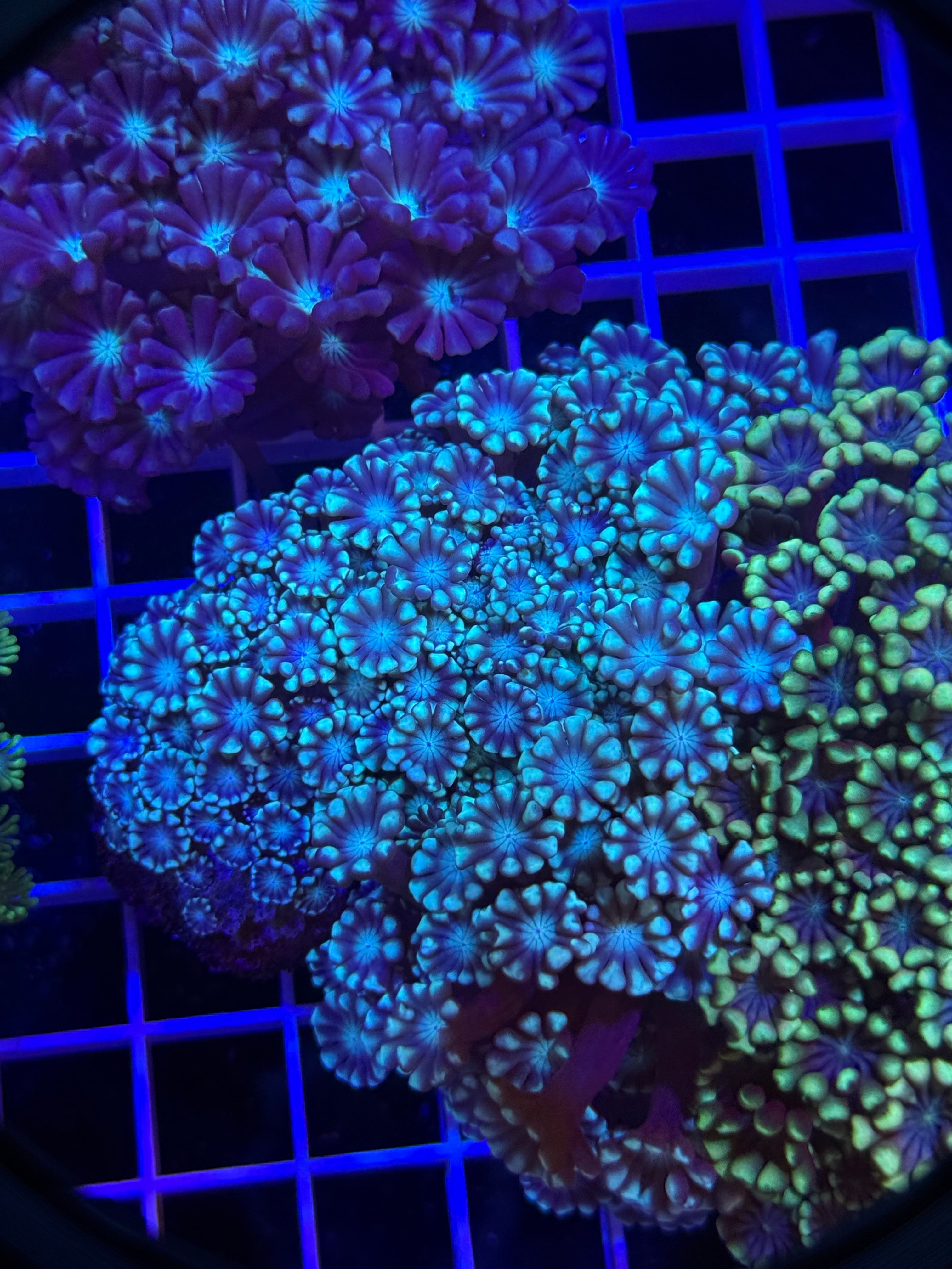 Alveopora Colony - WYSIWYG IMG_4061