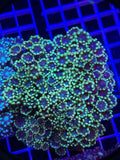Alveopora Colony - WYSIWYG IMG_4062