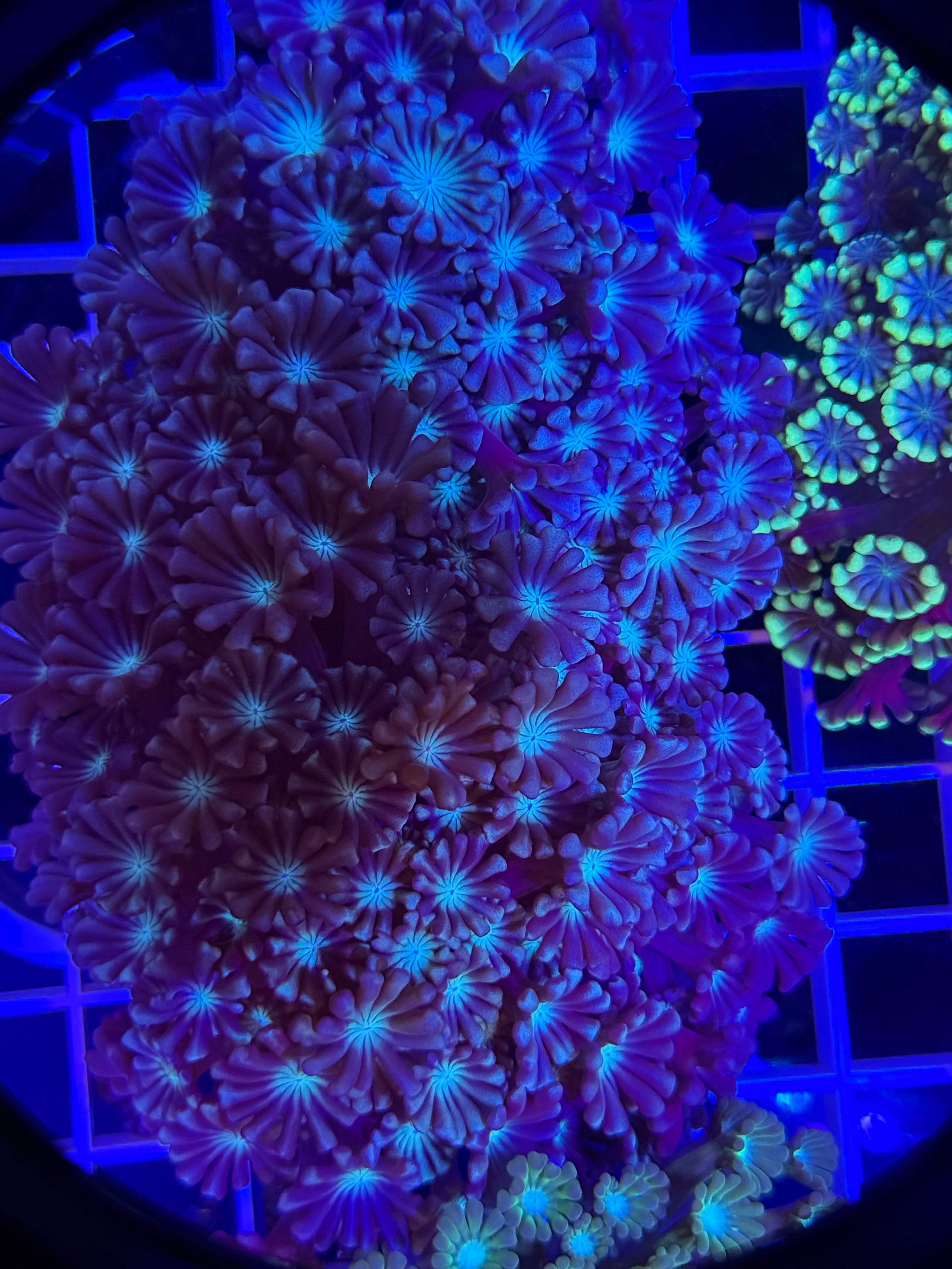 Alveopora Colony - WYSIWYG IMG_4064