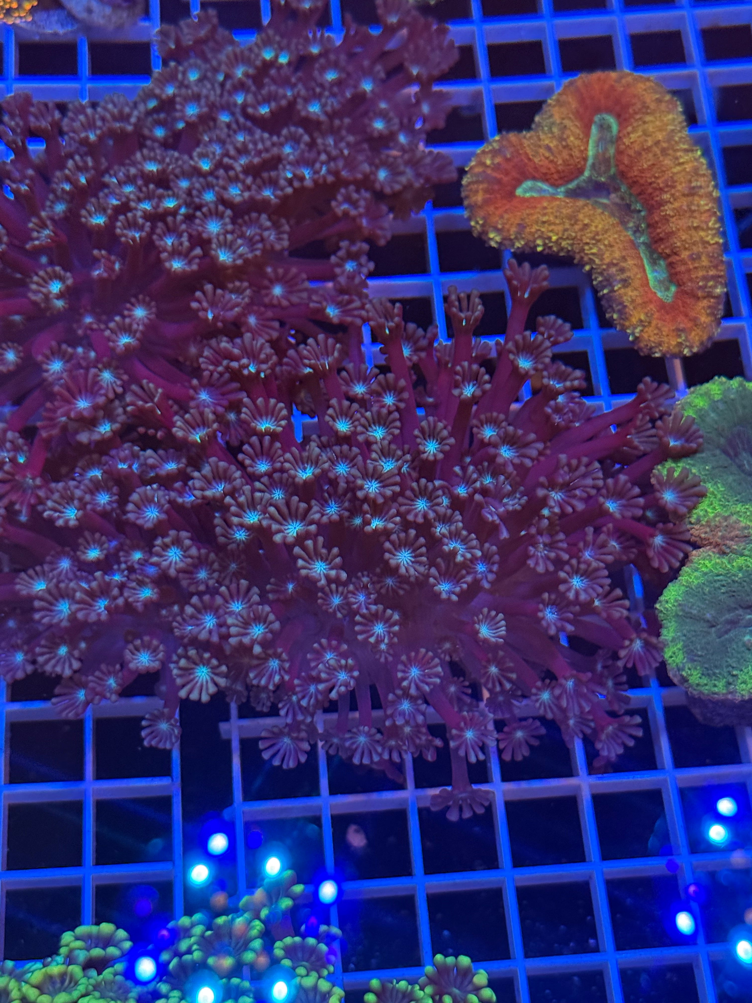 Alveopora Colony - WYSIWYG IMG_4065