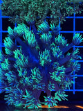 Goniopora Colony - WYSIWYG IMG_4389