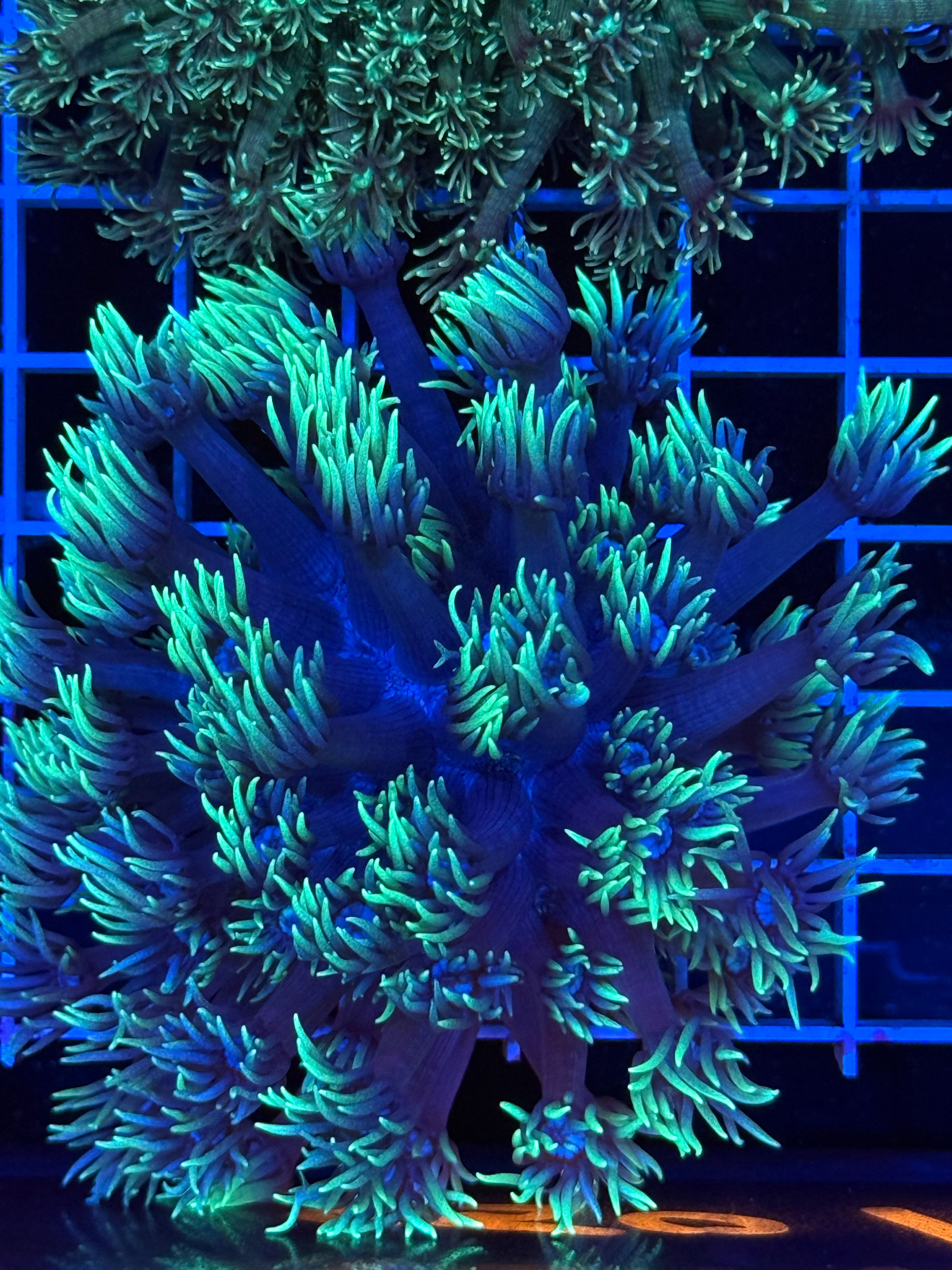 Goniopora Colony - WYSIWYG IMG_4389
