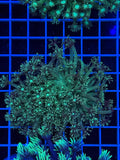 Goniopora Colony - WYSIWYG IMG_4390