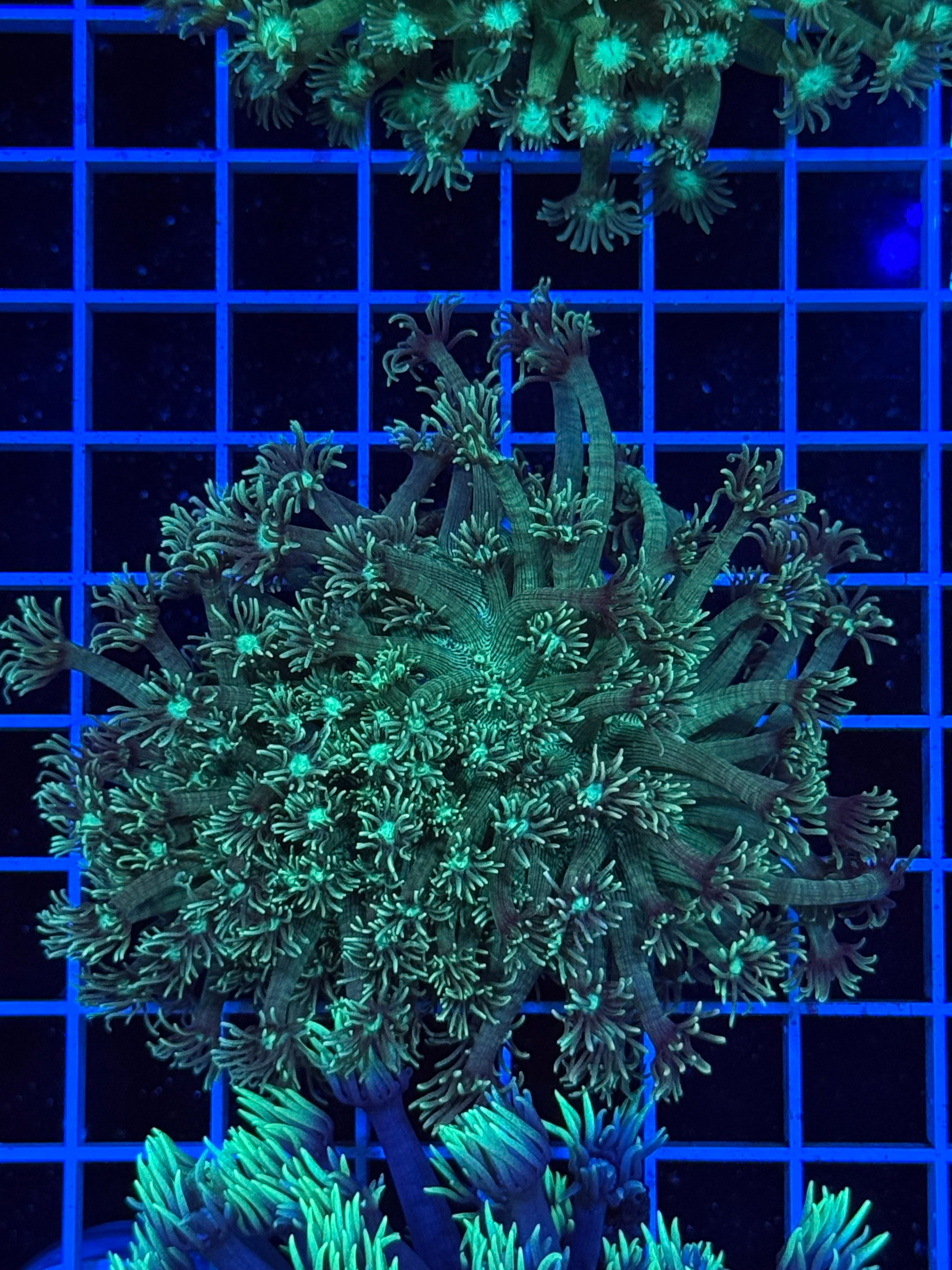Goniopora Colony - WYSIWYG IMG_4390