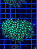 Goniopora Colony - WYSIWYG IMG_4391
