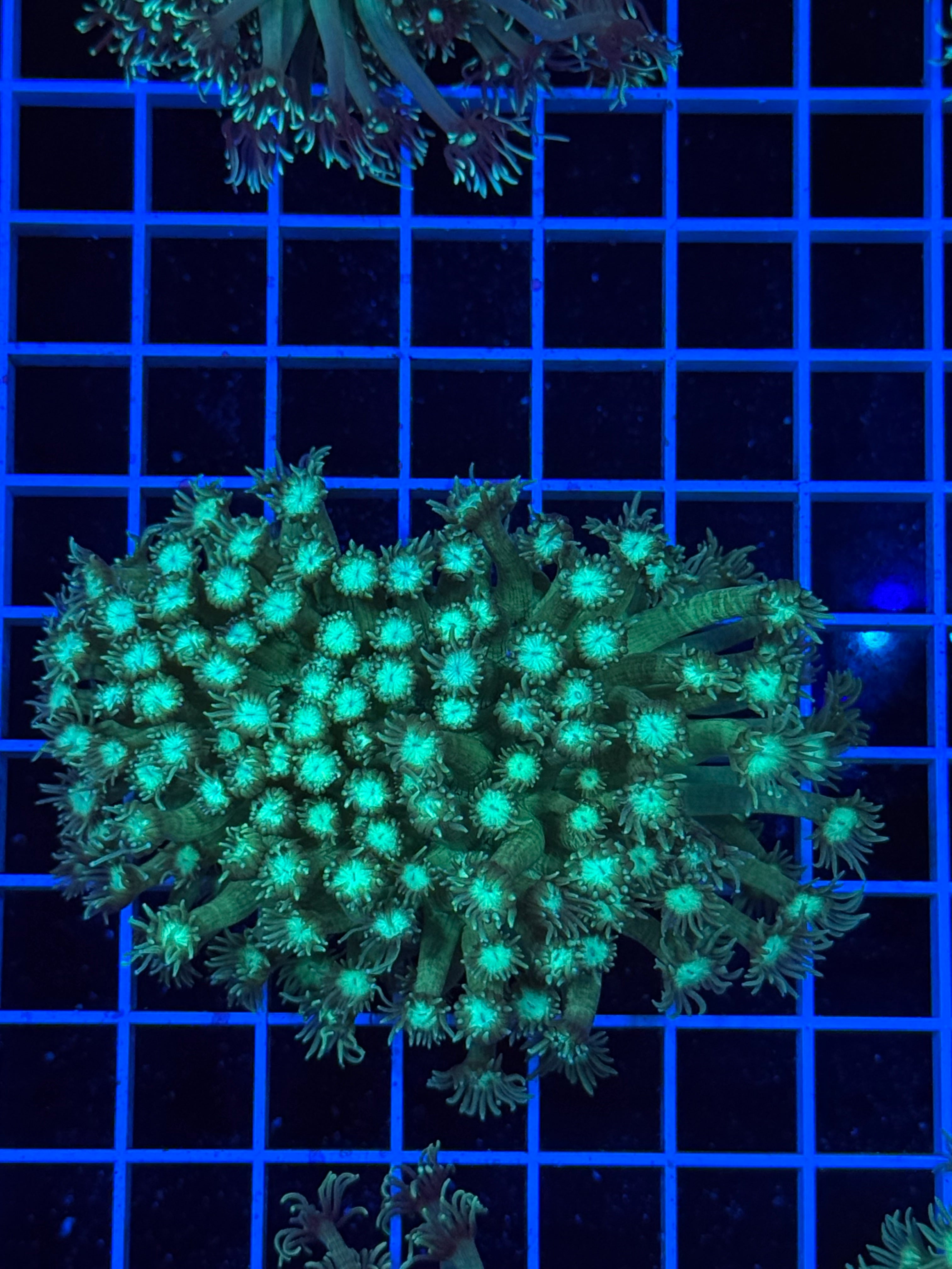 Goniopora Colony - WYSIWYG IMG_4391