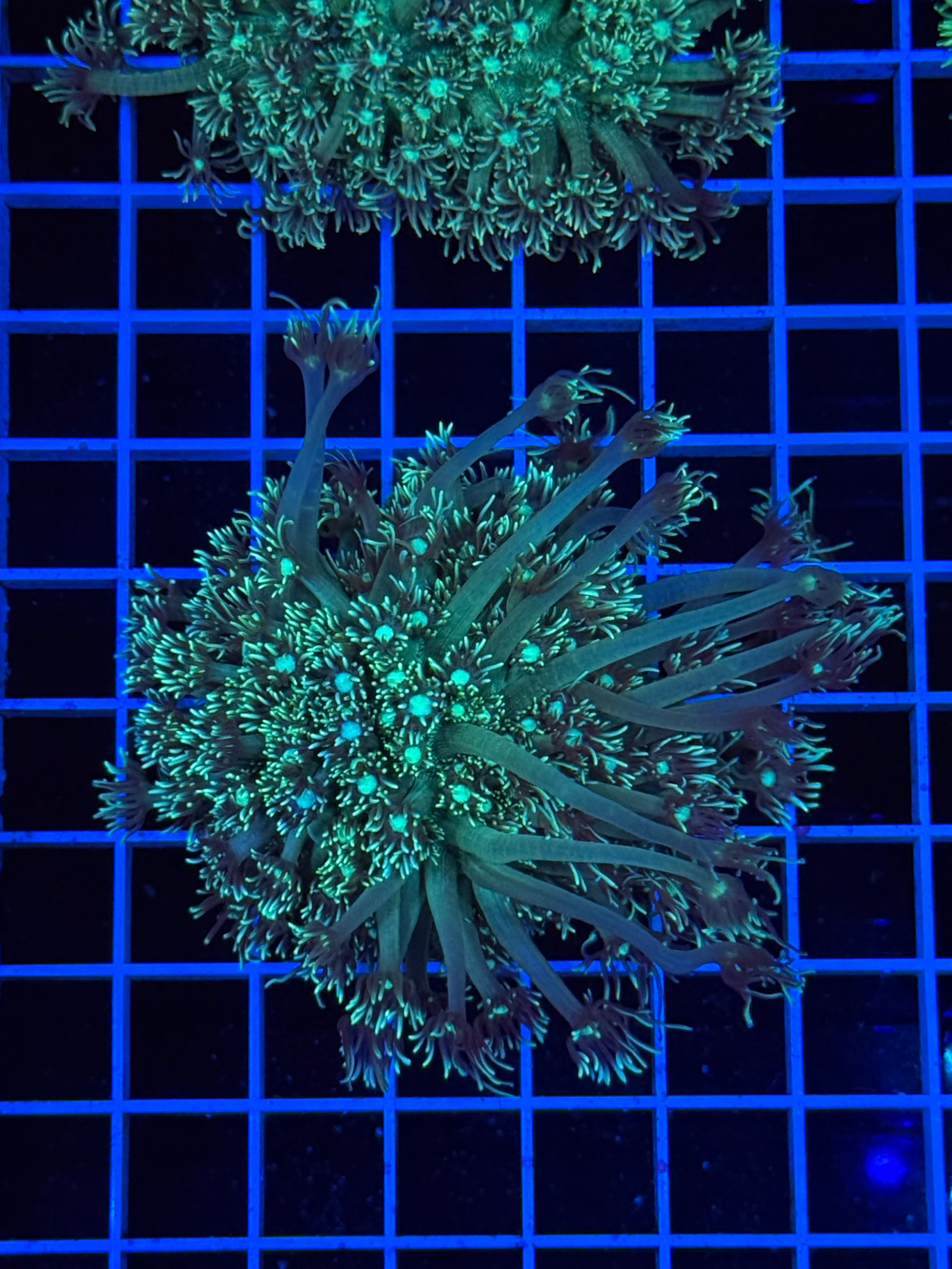 Goniopora Colony - WYSIWYG IMG_4392