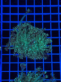 Goniopora Colony - WYSIWYG IMG_4393