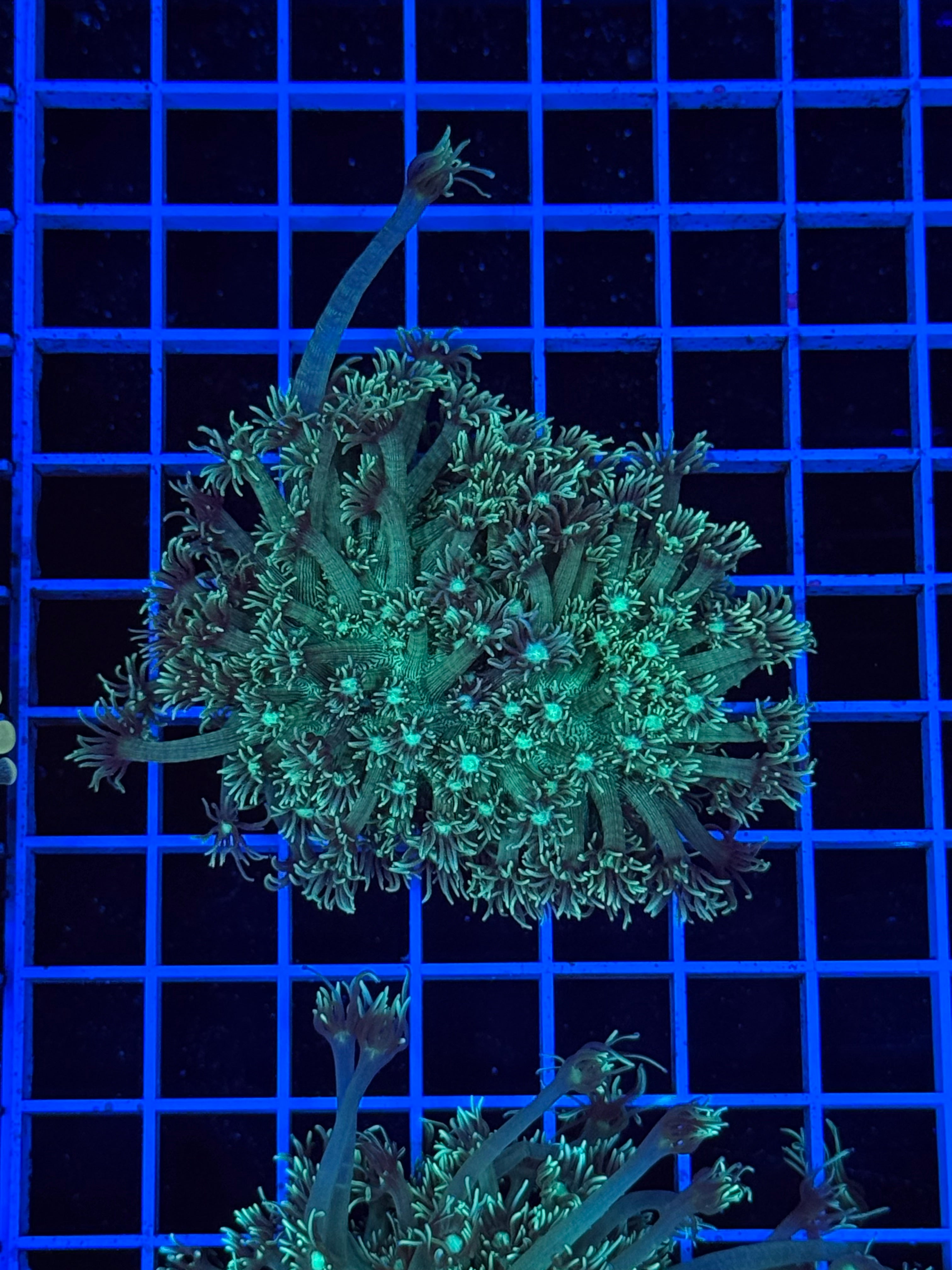 Goniopora Colony - WYSIWYG IMG_4393