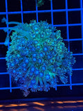 Goniopora Colony - WYSIWYG IMG_4394