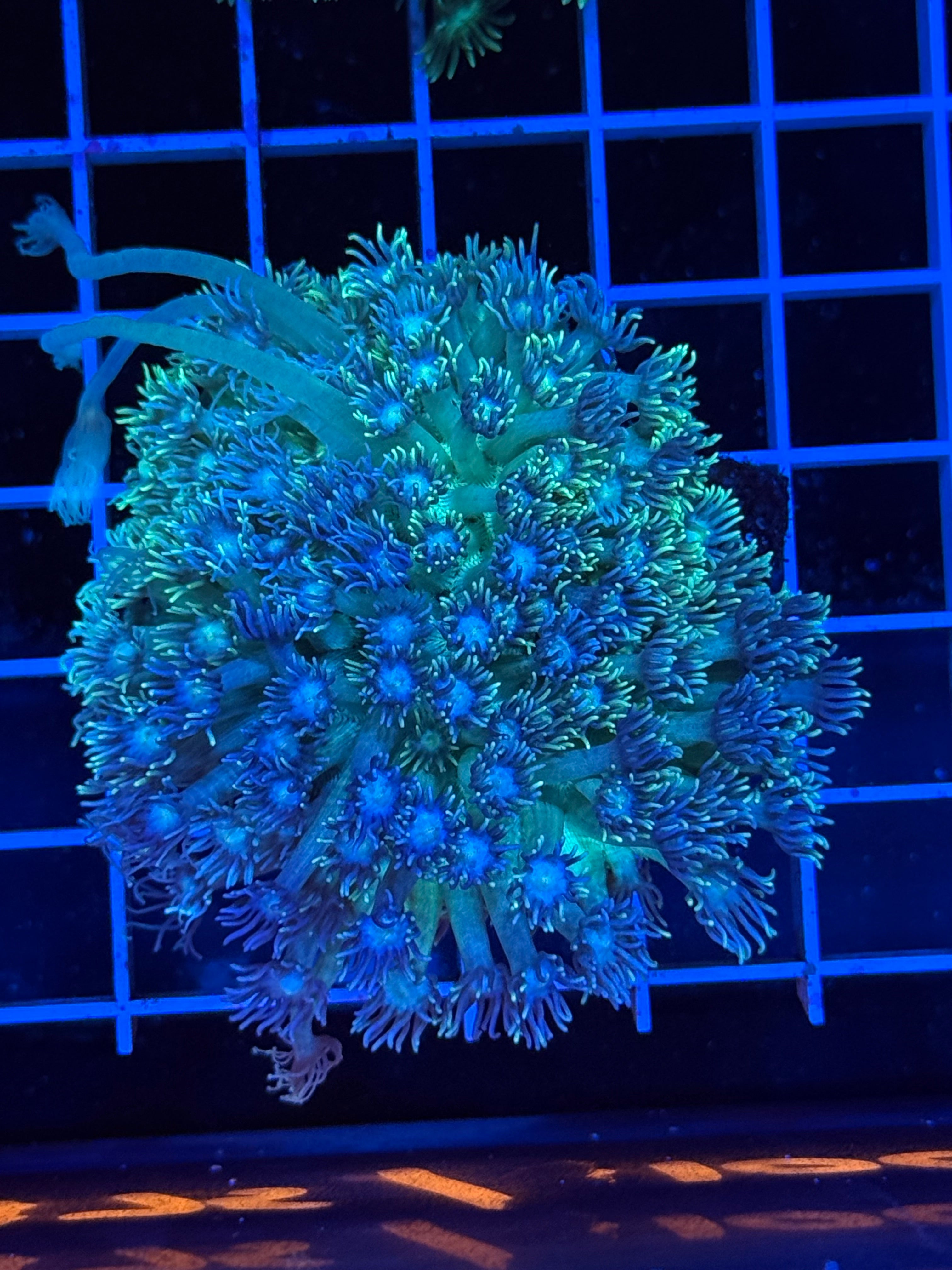 Goniopora Colony - WYSIWYG IMG_4394