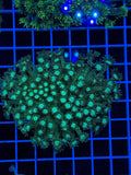 Goniopora Colony - WYSIWYG IMG_4395