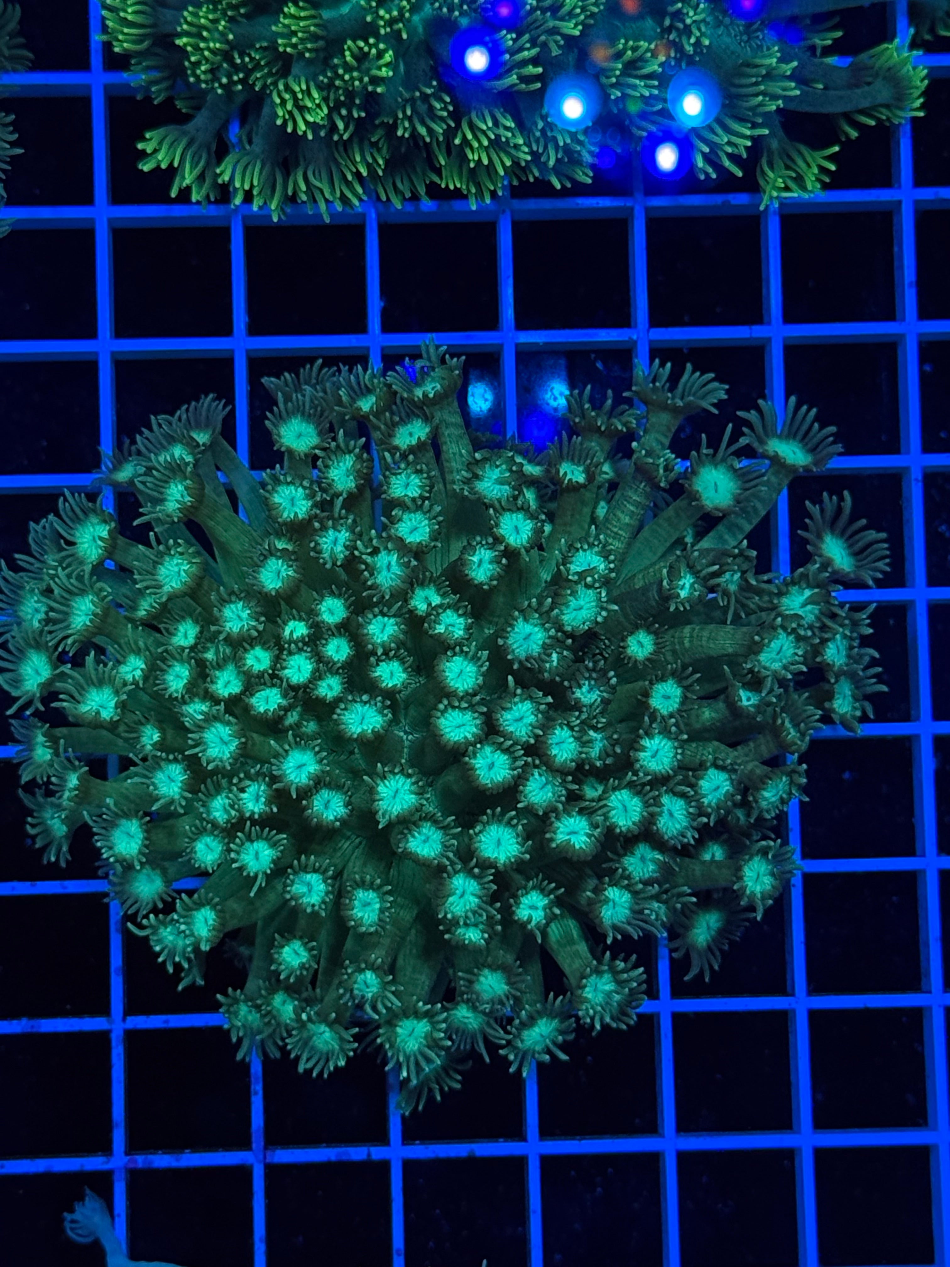 Goniopora Colony - WYSIWYG IMG_4395