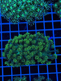 Goniopora Colony - WYSIWYG IMG_4396
