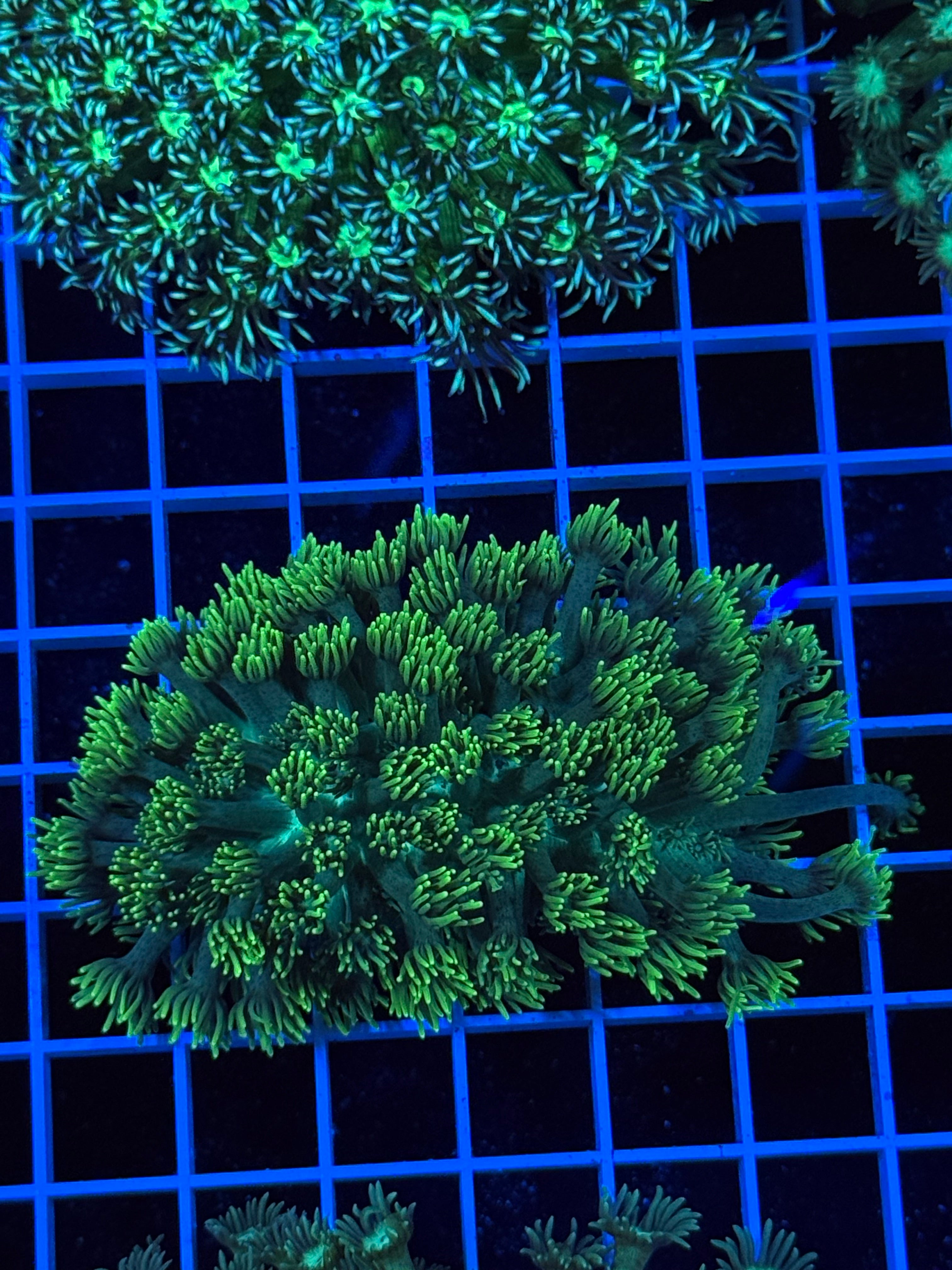 Goniopora Colony - WYSIWYG IMG_4396