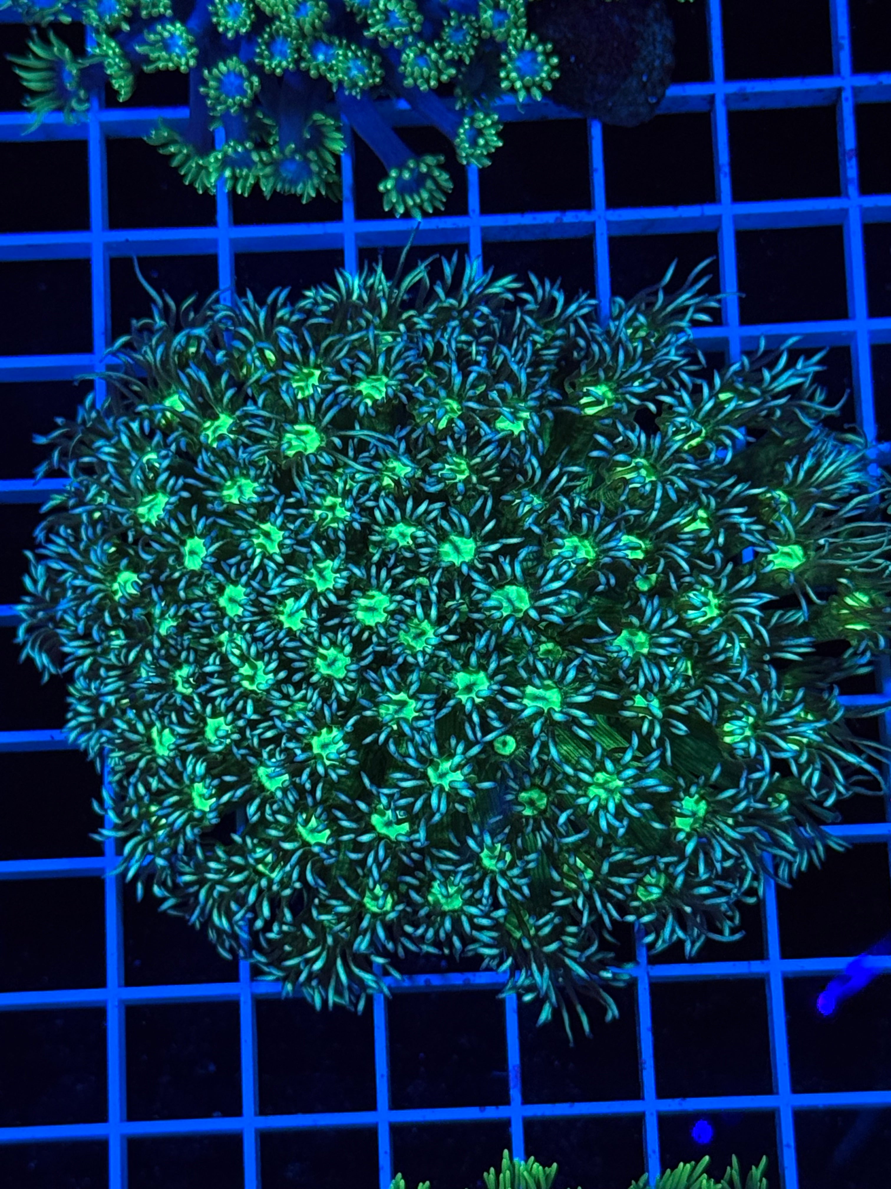 Goniopora Colony - WYSIWYG IMG_4397
