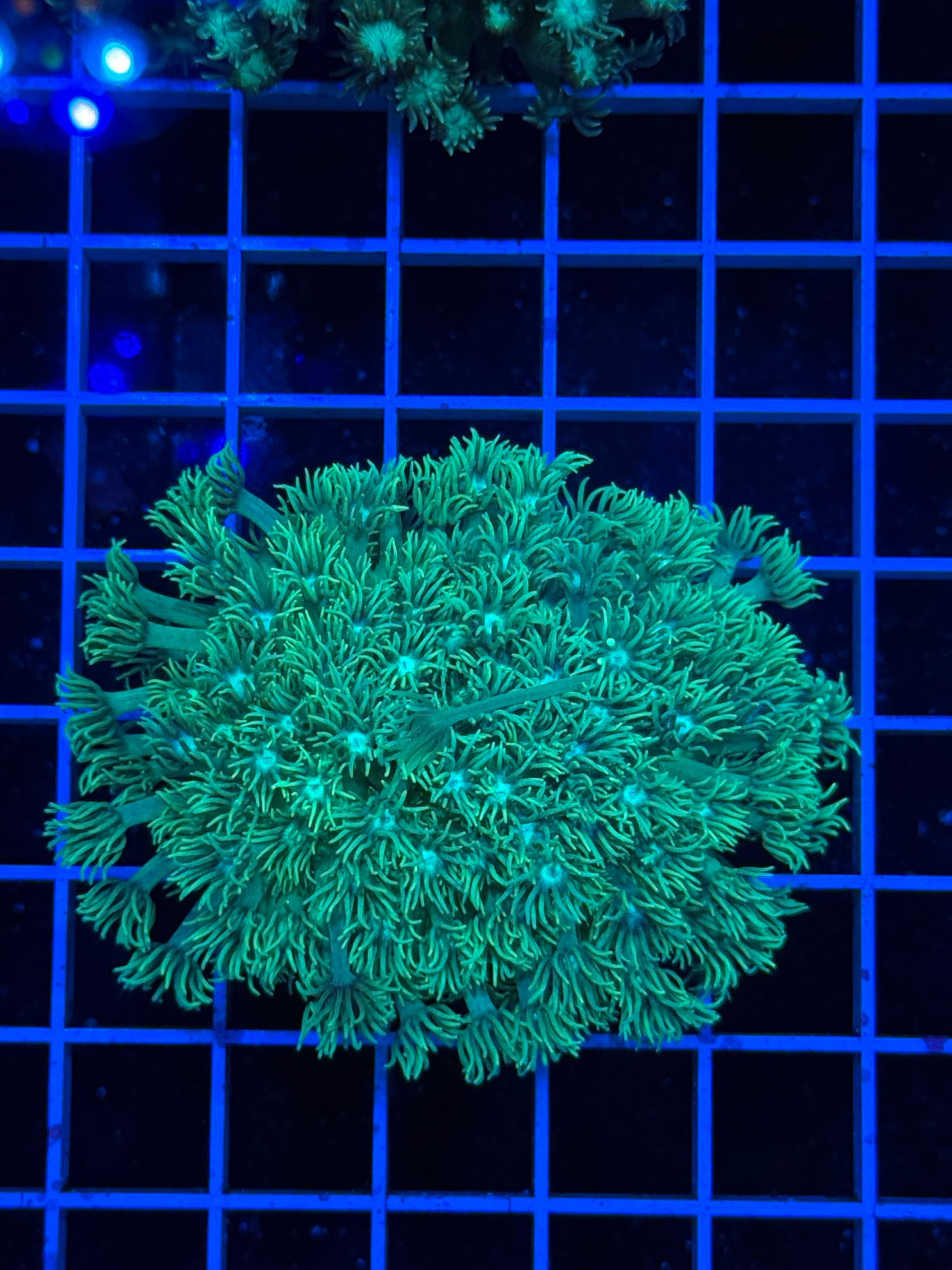 Goniopora Colony - WYSIWYG IMG_4399